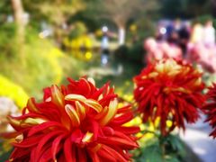-杭州植物园