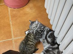 -弘烨 贵州酸汤 鱼火锅(东财店)