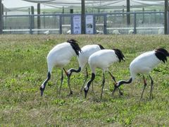 -盐城丹顶鹤湿地生态旅游区
