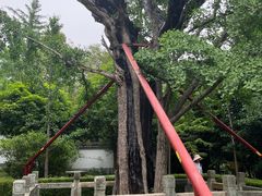 -上海佘山国家森林公园天马山园