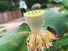 -莲花池公园