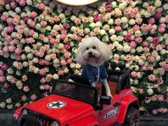 -百好乐宠物友好餐厅(朝外大街店)