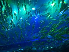 -成都浩海立方海洋公园