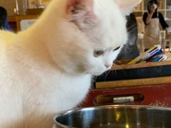 -猫咖时代(中山亭店)