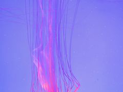 -上海海洋水族馆