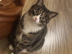 -关爱宠物医院·猫科中心·消化科(滨湖万达分院)