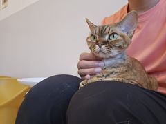 -有喵·猫咖·狗咖·30几只猫10只小狗(岗厦店)
