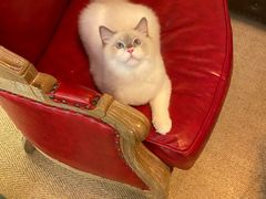 -猫大福·Fortune Cat猫舍(百子湾店)