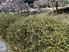 -燕郊植物园