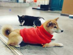 -百好乐宠物友好餐厅(朝外大街店)