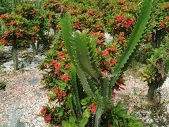 -松山湖梦幻百花洲