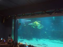 -石家庄海洋公园