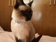 -瑞鹏宠物医院·骨科·猫科·内科(第一中心)