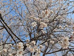 -桃花堤公园
