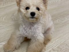 -北京恒爱动物医院(清景园分院)