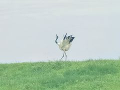 -黑龙江扎龙生态旅游区
