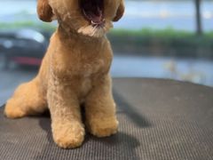 -樱桃家的宠物店(君安花园店)