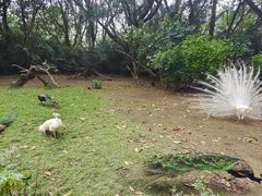 -广州长隆飞鸟乐园
