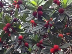 -西山樟坞健康果园枇杷杨梅采摘