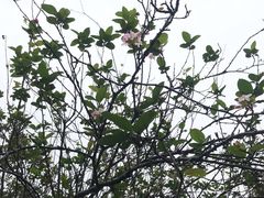 -西湖外事游船(花港观鱼码头)