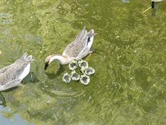 -沈阳鸟岛