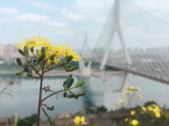 -大渡口区义渡公园