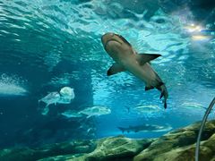 -上海海洋水族馆