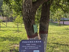 -梨苑林卡金陵山水酒店