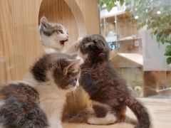 -屋虎猫馆(宝安大仟里店)