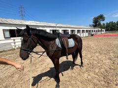 -北京群众马术培训基地