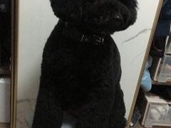 -创凡宠物医院·骨专科  猫科中心(西乡分院)