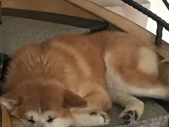 -喜柴咖啡·柴犬狗咖
