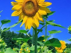 -LILY英语思维馆(玉泉路店)