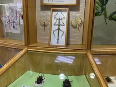 -上海大自然野生昆虫馆(东方明珠·爬宠昆虫探索中心)