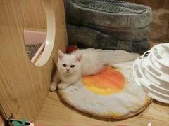 -屋虎猫馆(宝安大仟里店)