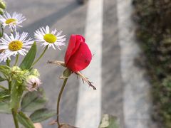 -桤木河湿地公园