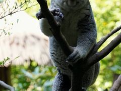 -广州长隆野生动物世界