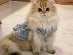 -欣宠猫屋·矮脚拿破仑·蓝金金渐层