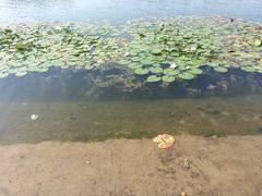 iphone_upload_pic-新江湾城公园
