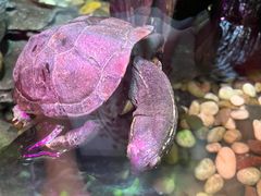 -上海海洋水族馆