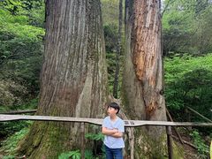 -天目山大树王景区