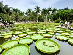 -中国科学院西双版纳热带植物园