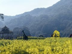 -广州市石门国家森林公园