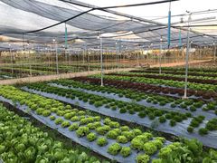 -Ohkajhu Organic Farm Sansai