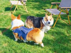 -爪吧宠物乐园 (温榆河示范区店)