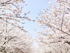 -高东镇樱花园