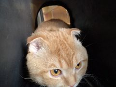 -喵百万·布偶·蓝金金渐层英短·猫舍(百子湾店)