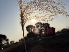-西京湾花海