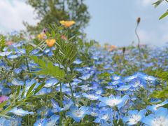 -上海辰山植物园
