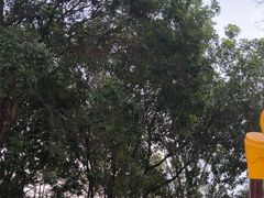 -东莞植物园